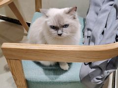 -藏猫猫咖啡主题馆(中央大道店)