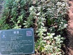 -广西壮族自治区药用植物园