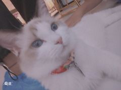 -糯米喵星人·撸猫猫舍咖啡馆(西市场嘉华店)