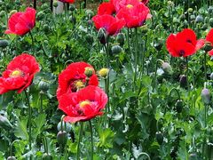 -国家植物园南园