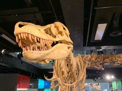-墨尔本博物馆(Melbourne Museum)