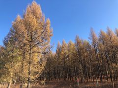 -塞罕坝国家级自然保护区