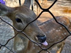 -长白岛森林公园