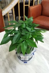 -生命加•Q考拉月子会所(玫瑰园店)