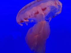 -上海海洋水族馆