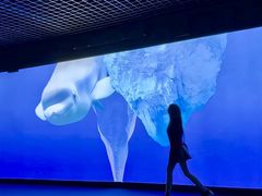 -秦皇岛乐岛海洋王国