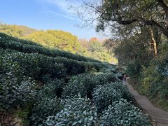 -西湖风景区十里琅珰-五云山