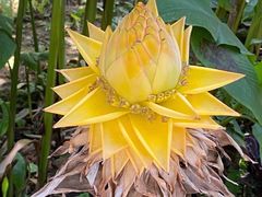 -中国科学院西双版纳热带植物园