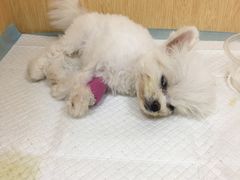 -美联众合动物医院·24h京西诊疗中心