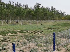 -西青郊野公园
