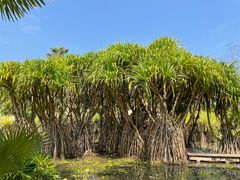 -中国科学院西双版纳热带植物园