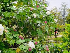 -云溪植物园