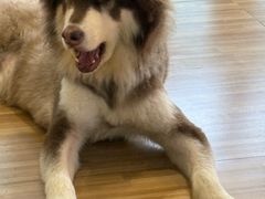 -喵小馆·猫咖狗咖猪咖·饮品店