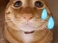 -平行世界·猫咖(首经贸店)