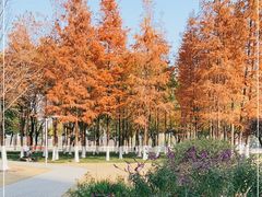 -西北湖绿化广场