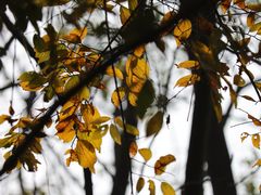 -华侨城湿地公园