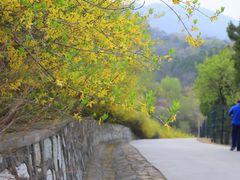 -北京西山国家森林公园