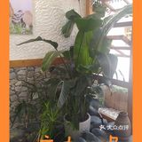 大理探店—阿鹏故事野生菌火锅