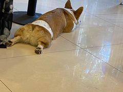 -平行世界·猫咖(首经贸店)