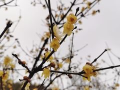 -无锡梅园公园