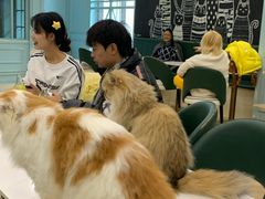 -安格丽娜·狗咖·猫咖羊驼咖(春熙路百盛商场店)
