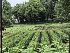 -中国茶叶博物馆(双峰馆区)