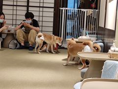 -逗柴咖啡屋·狗咖猫咖宠物桌游