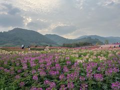 -径山花海