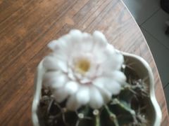 -中环花鸟鱼虫市场