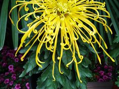 -菊花台公园