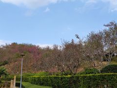 -深圳仙湖植物园
