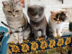 -平行世界·猫咖(首经贸店)