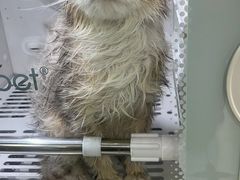 -爱佳宠物中心医院24H·CT·骨外科·猫专科(瑶海万达店)