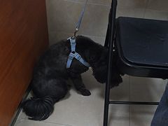 -艾贝尔宠物医院·狂犬免疫点(江山金象城店)