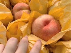 -老袁家蜜桃农场·阳山水蜜桃