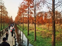 -大莲湖农家乐(青西郊野公园店)