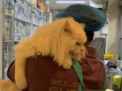 -北京观赏动物医院·24小时大型综合·猫专科·异宠专科