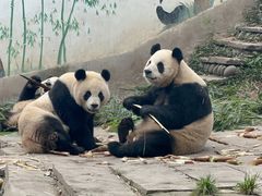 -中国大熊猫保护研究中心雅安碧峰峡基地