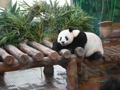 -广州动物园