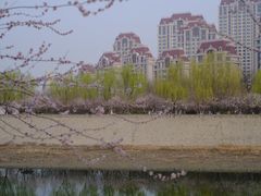 -桃花堤公园
