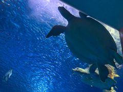 -太平洋海底世界