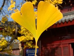 -鸡鸣赐茶(鸡鸣寺路店)