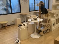 -有喵·猫咖·狗咖·30几只猫10只小狗(岗厦店)