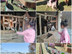 -乌村