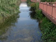 -芒洲湿地公园