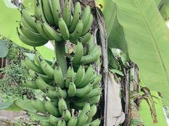 -云溪植物园