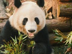 -杭州动物园