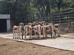 -青藏高原野生动物园