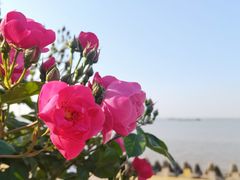 -上海滨江森林公园