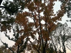 -金鸡湖桃花岛